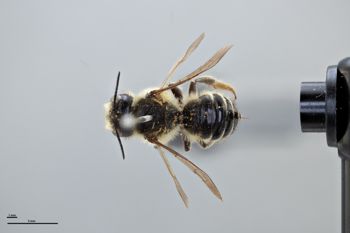 Media type: image;   Entomology 791125 Aspect: habitus dorsal view